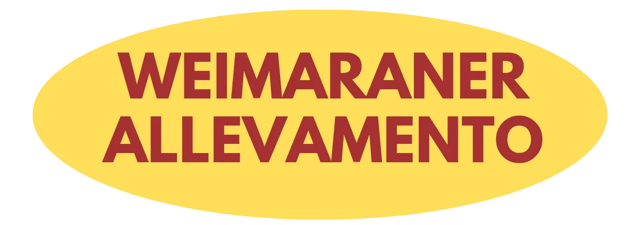 Weimaraner Allevamento